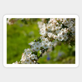 Spring white pear tree flowers on a green field Sticker